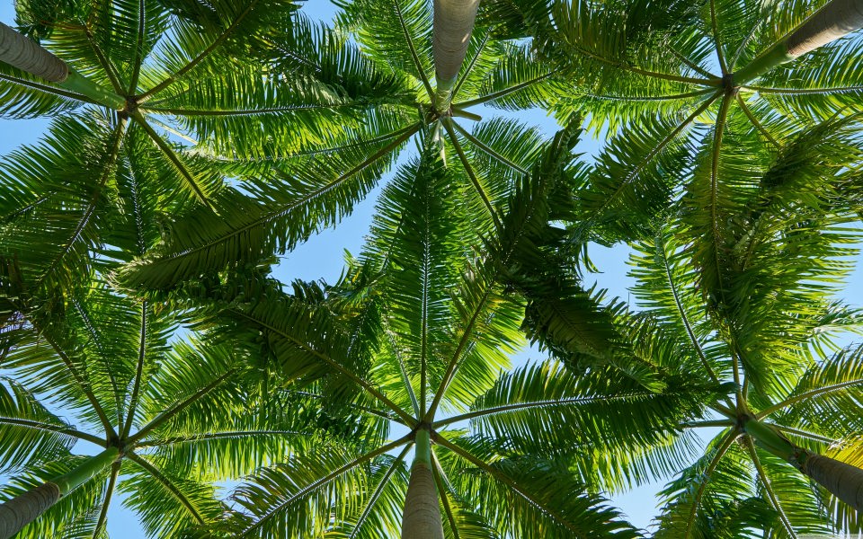Download Palm Trees 5K HD wallpaper