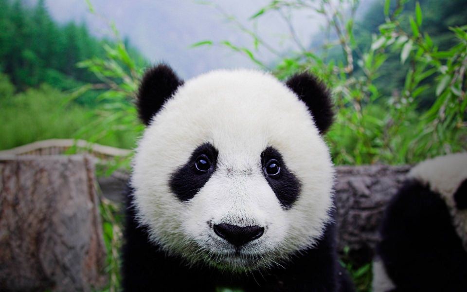 Download Panda Bear 3000x2000 Best Free New Images Photos Pictures Backgrounds wallpaper