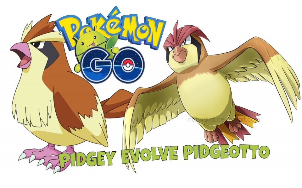 Download Pidgey 4K 8K 2560x1440 Free Ultra HD Pictures Backgrounds Images wallpaper