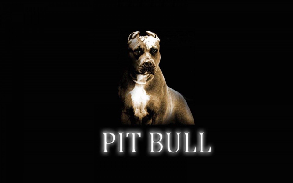 Download Pitbull 4K 5K 8K Backgrounds For Desktop And Mobile wallpaper
