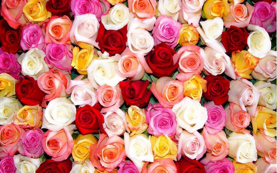 Download Roses HD Background Images wallpaper
