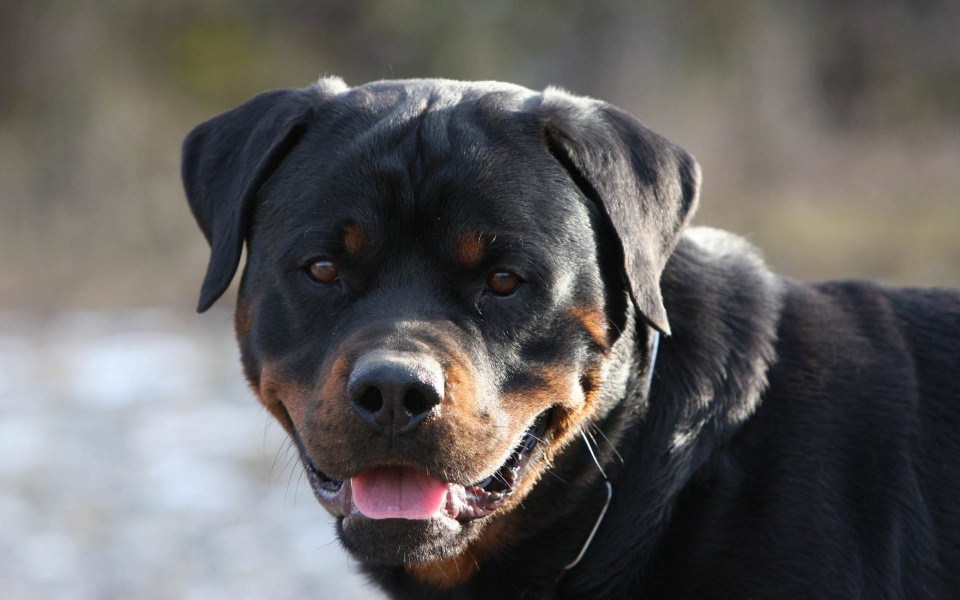 Download Rottweiler 4K 8K 2560x1440 Free Ultra HD Pictures Backgrounds Images wallpaper