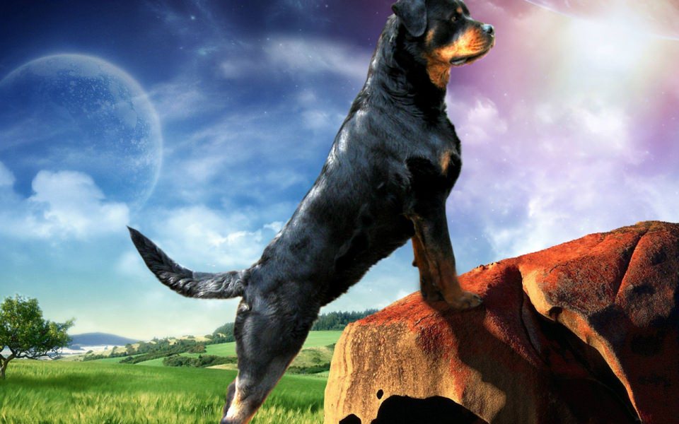 Download Rottweiler Ellie Guard 4K Ultra HD wallpaper