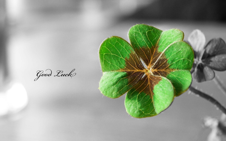 Download Saint Patrick's Day 4K 8K Free Ultra HD HQ Display Pictures Backgrounds Images wallpaper