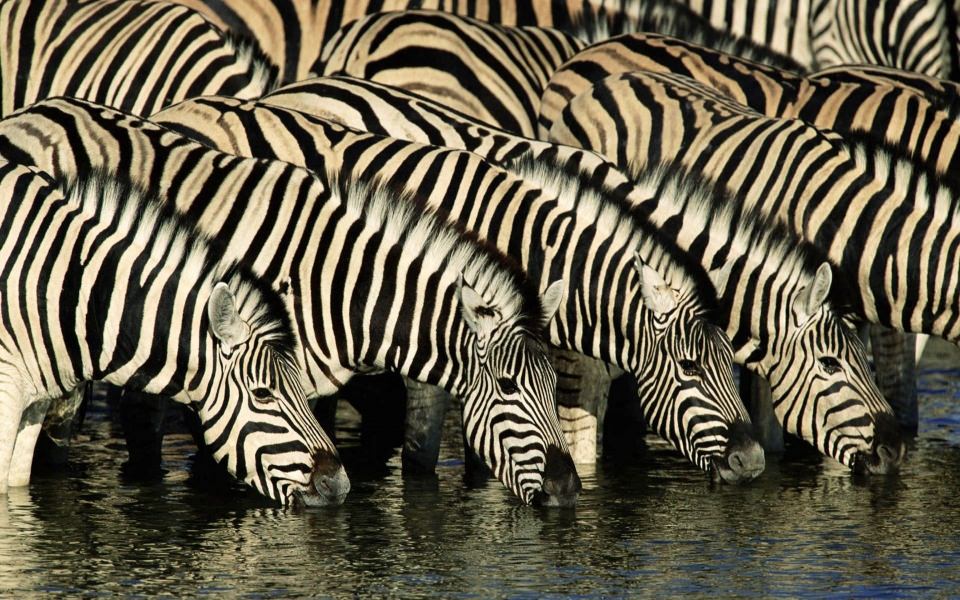 Download Scalamandre Zebras iPhone Images In 4K wallpaper