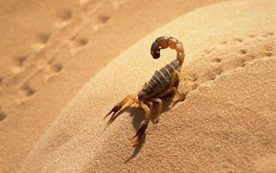 Download Scorpion HD Wallpapers for Mobile wallpaper