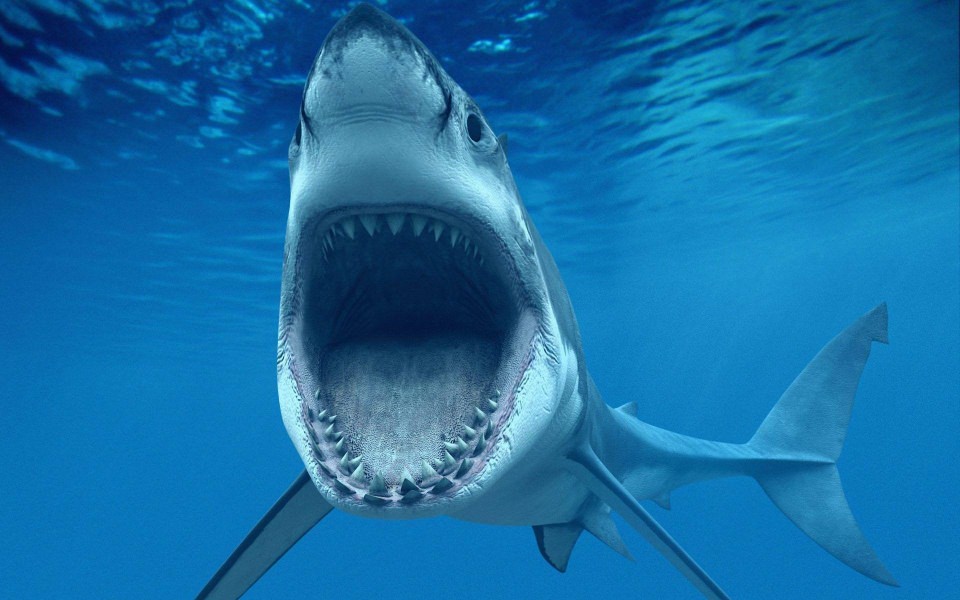 Download Shark Free HD Display Pictures Backgrounds Images wallpaper