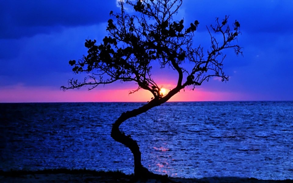 Download Sunsets Wonderful Sunset Lonely Tree 4K 8K Free Ultra HQ iPhone Mobile PC wallpaper