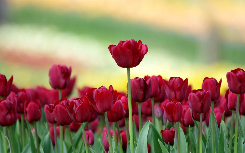 Download Tulip HD Background Images wallpaper