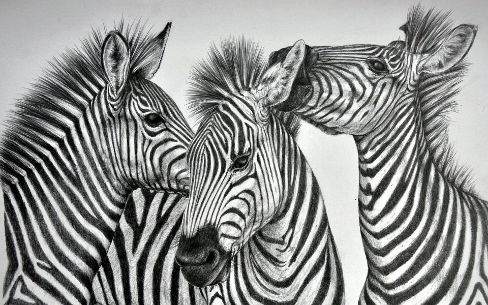 Download Zebras Blue HD Background Images wallpaper
