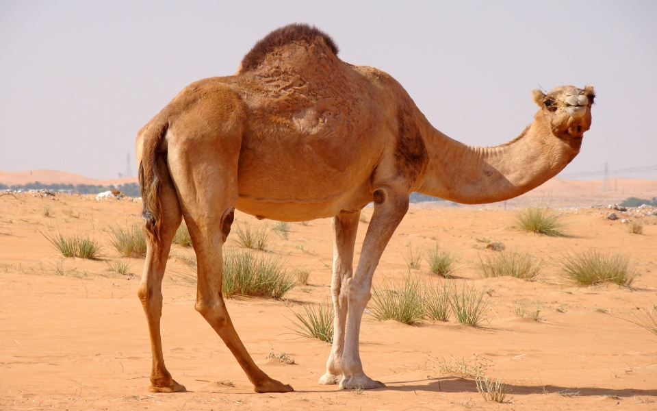 Download Camel Free Wallpapers for Mobile Phones wallpaper