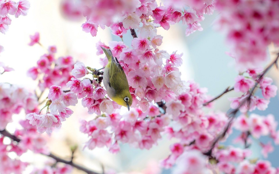 Download Cherry Blossoms High Resolution Desktop Backgrounds wallpaper