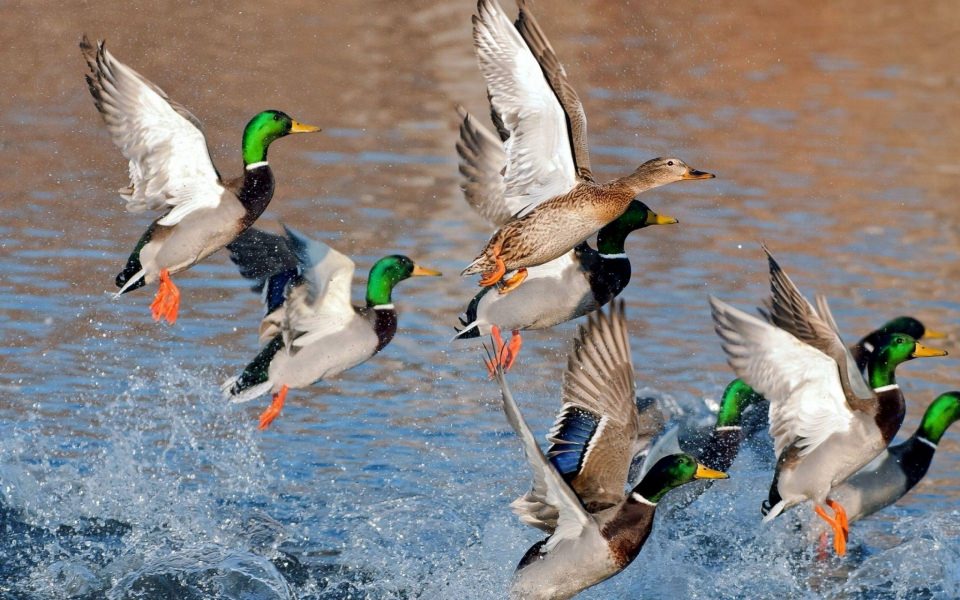 Download Duck Live Free HD Pics for Mobile Phones PC wallpaper