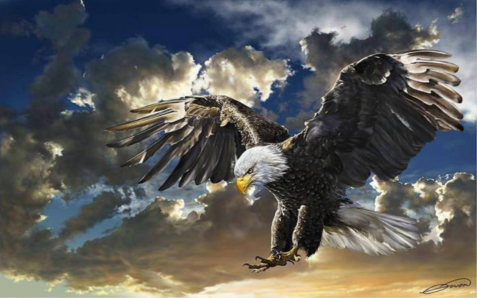 Bald eagle wallpapers  Apps on Google Play