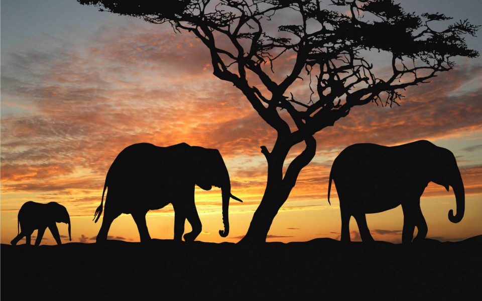 Download Elephant Wallpapers 8K Resolution 7680x4320 And 4K Resolution wallpaper