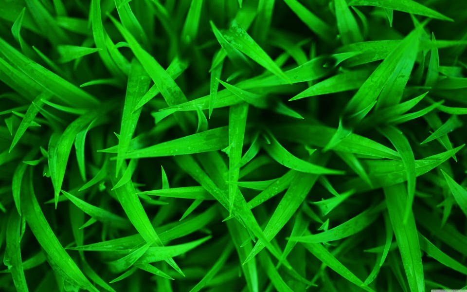 Download Grass Download Best 4K Pictures Images Backgrounds wallpaper