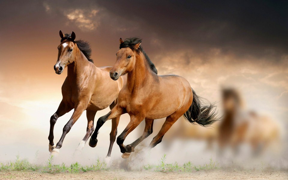 Download Horse 4K Background Pictures In High Quality wallpaper