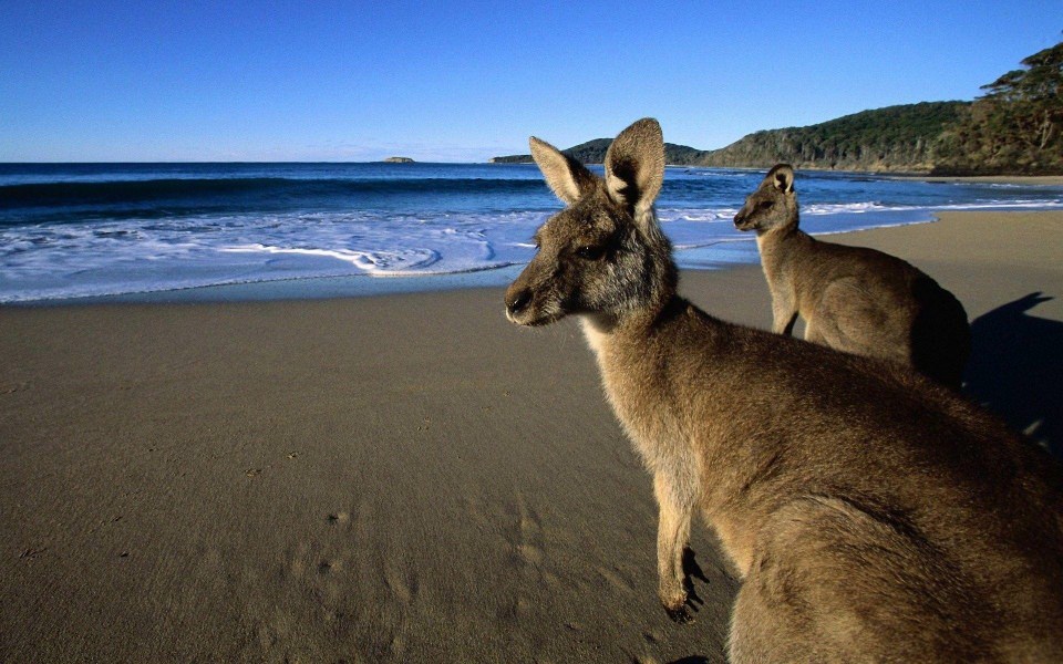 Download Kangaroo Download Best 4K Pictures Images Backgrounds wallpaper