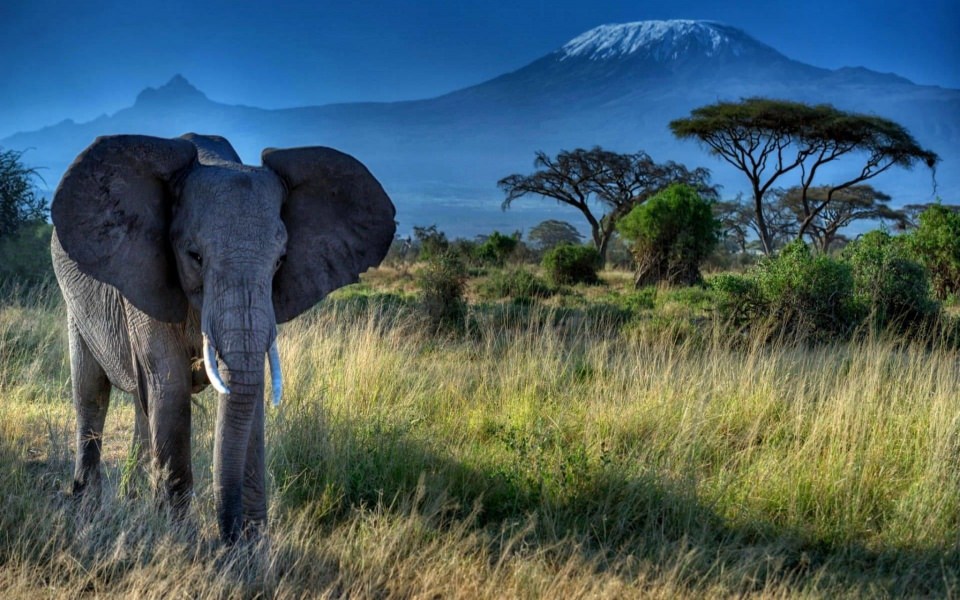 Download Kilimanjaro iPhone 11 Back Wallpaper in 4K 5K wallpaper