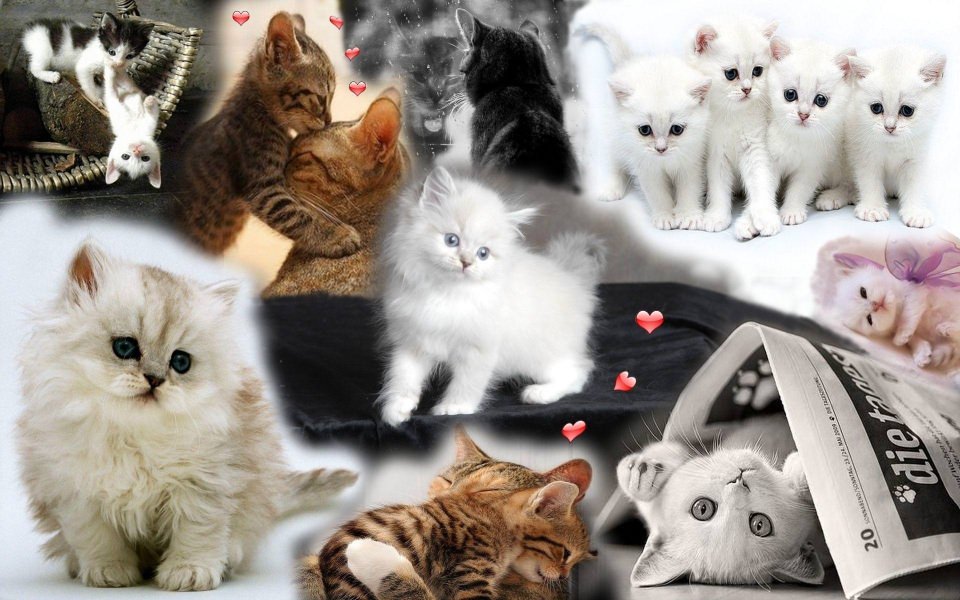 Download Kittens 4K Wallpapers for WhatsApp DP wallpaper