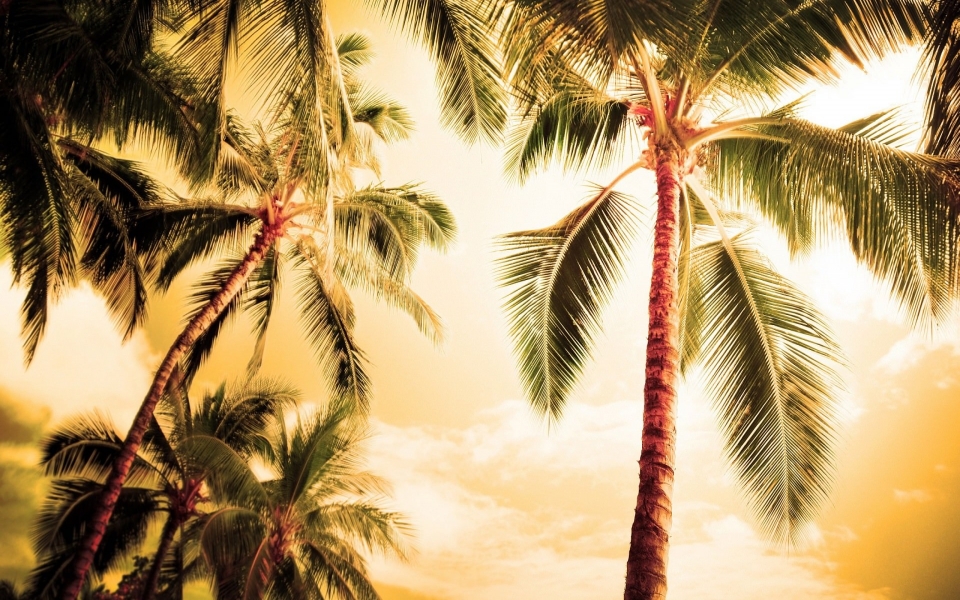 Download Palm Trees 3D Desktop Backgrounds PC & Mac wallpaper