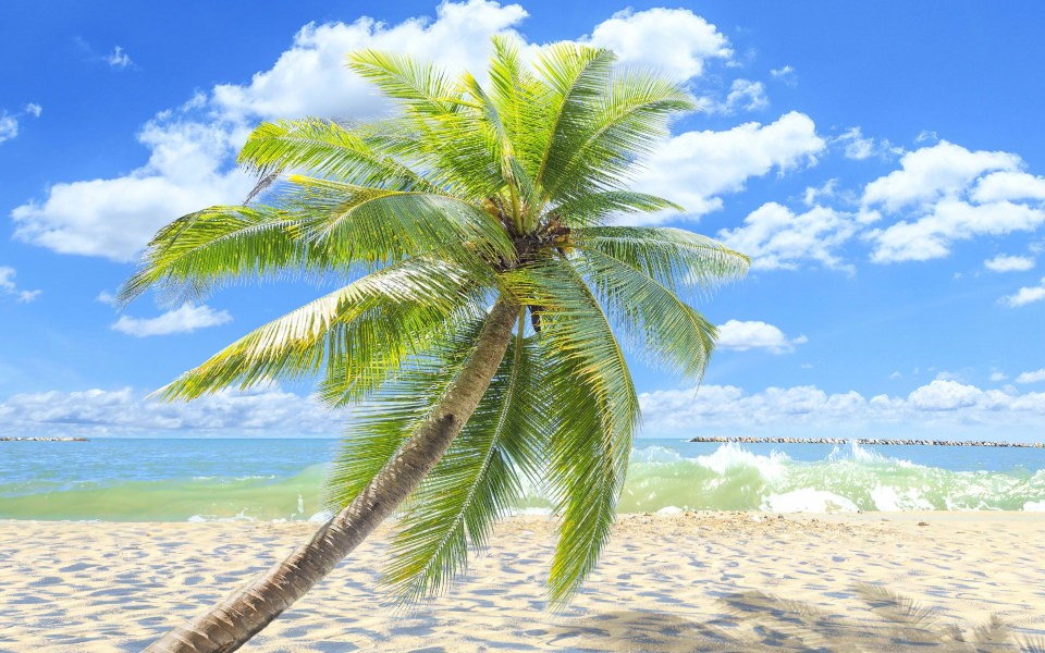 Download Palm Trees Ultra HD Wallpapers 8K Resolution 7680x4320 And 4K Resolution wallpaper