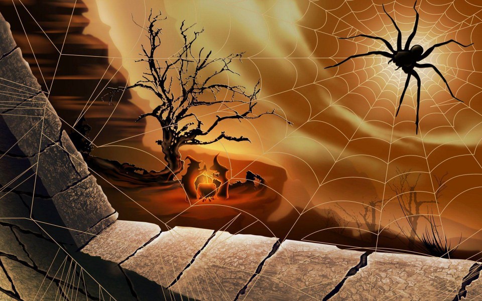 Download Spider Download Best 4K Pictures Images Backgrounds wallpaper