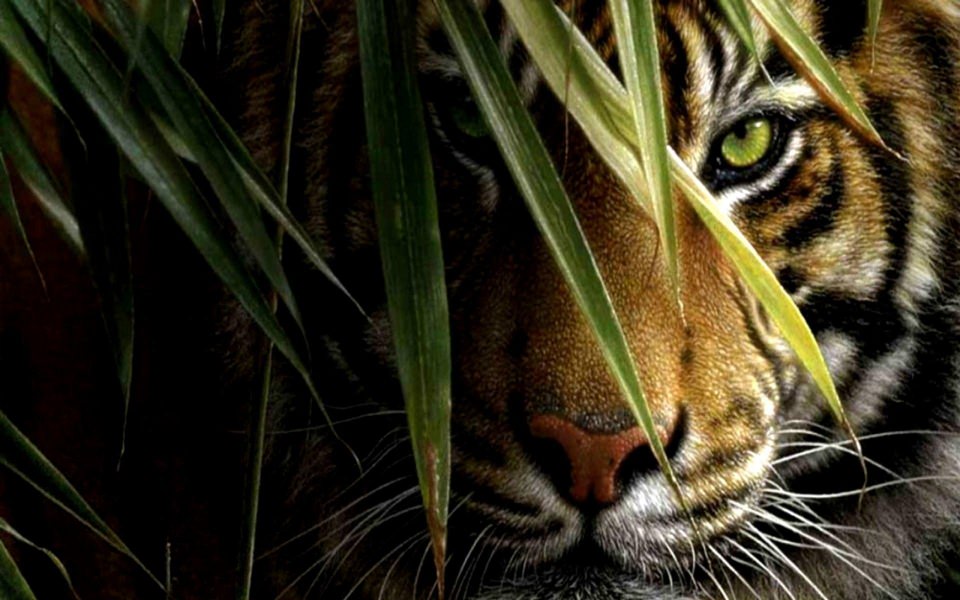Download Tiger Wallpapers 8K Resolution 7680x4320 And 4K Resolution