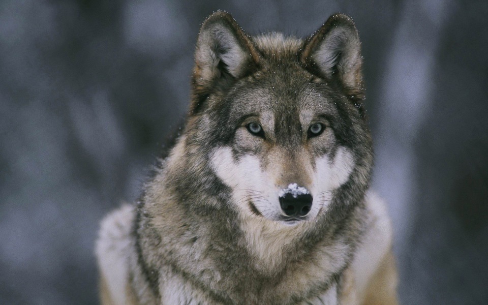 Download Wolf Download Best 4K Pictures Images Backgrounds wallpaper