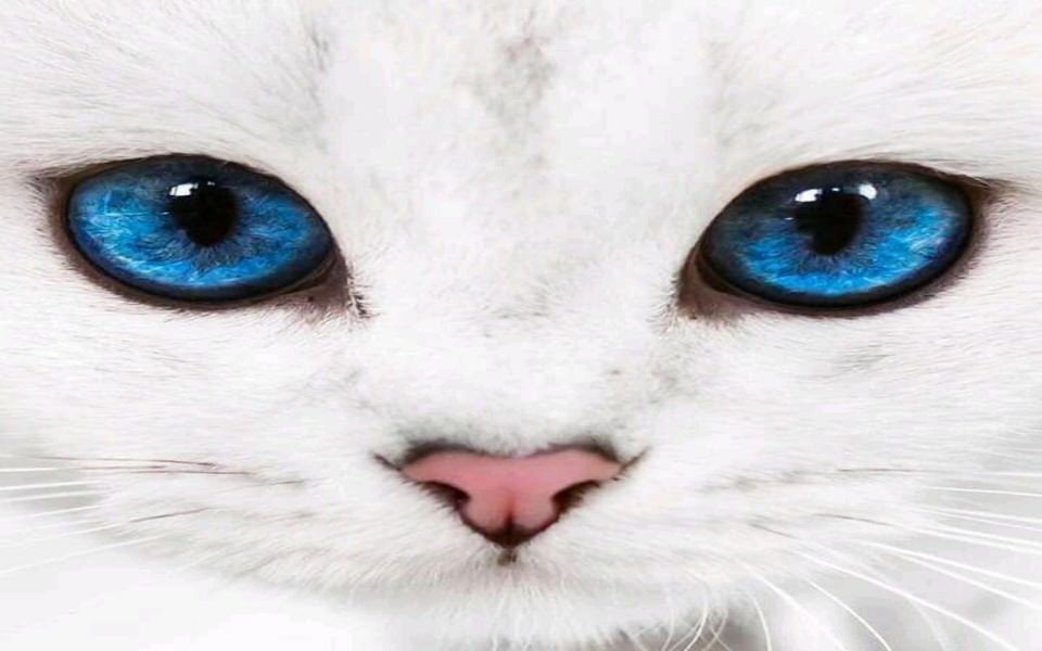 Download beautiful cat with blue eyes wallpaper