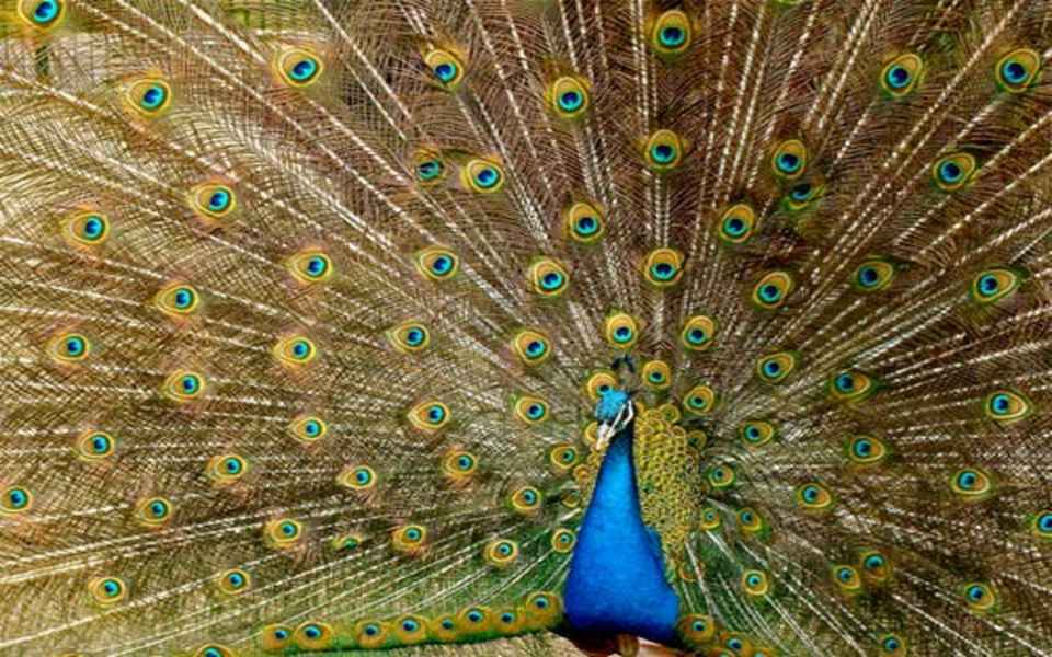 Download Beautiful Peacock 2022 wallpaper
