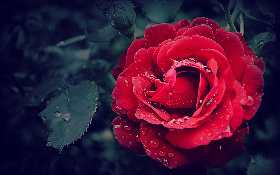 Download Beautiful Red Rose wallpaper