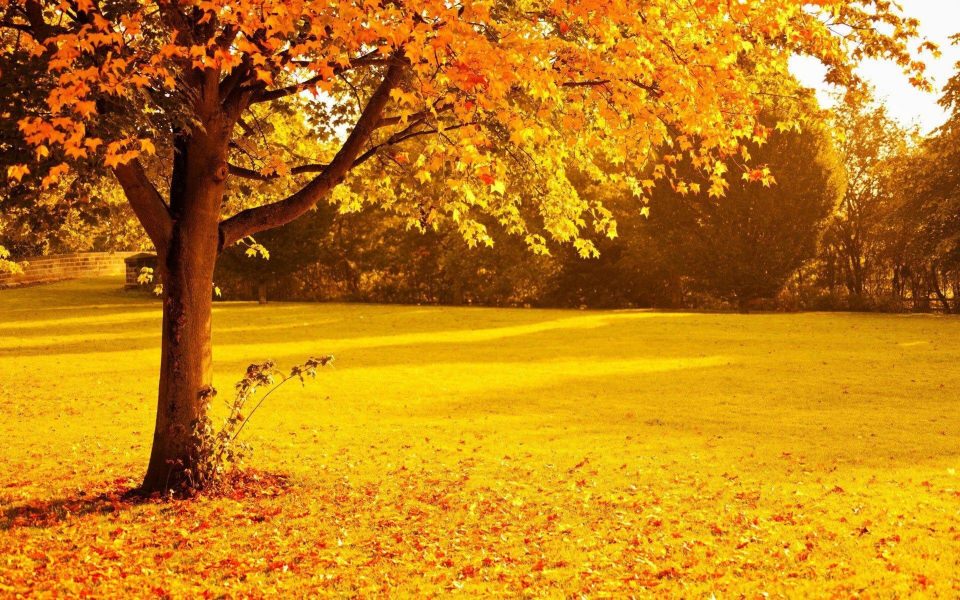Download Most Beautiful Tree In The World wallpaper