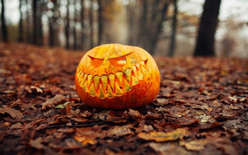 Download Halloween Pumpkin Carving Whatsapp wallpaper