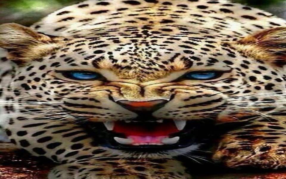 Download Jaguar in 5D wallpaper