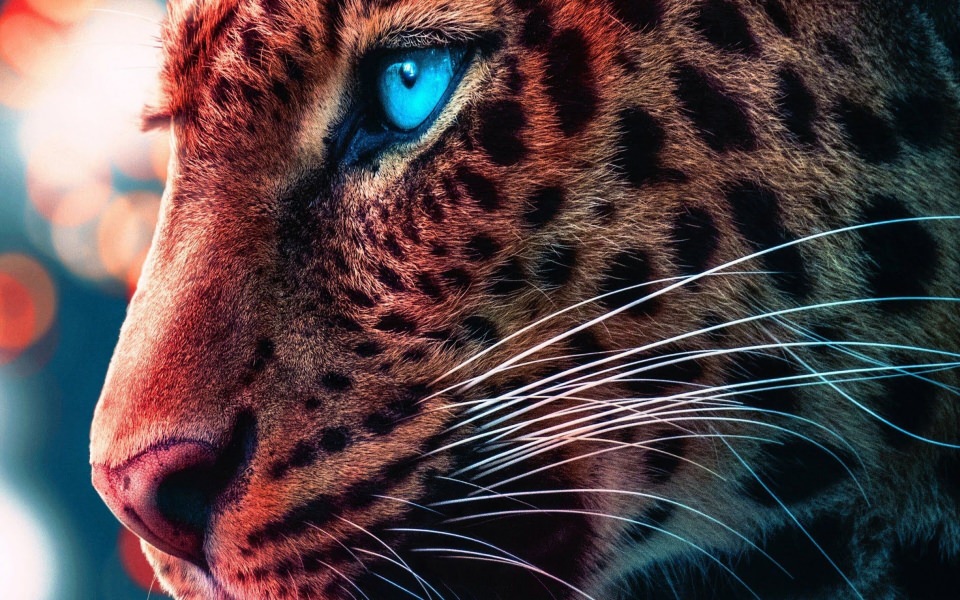 Download Cheetah Blue Eyed 4K Wallpapers wallpaper
