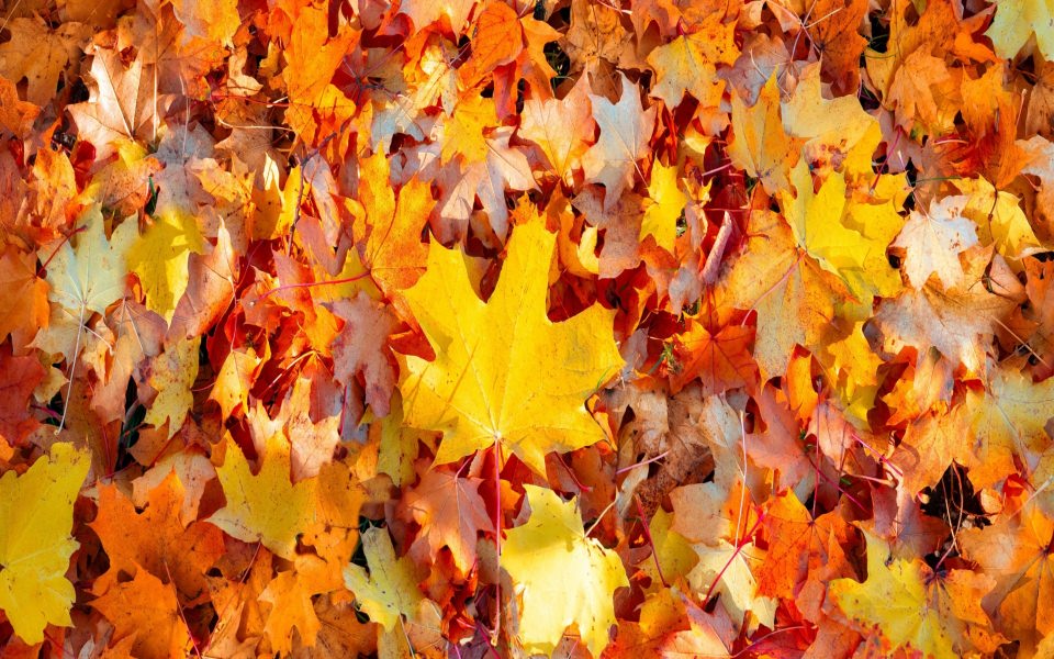Download Maple Leaves in Autumn Mac Windows 13 wallpaper