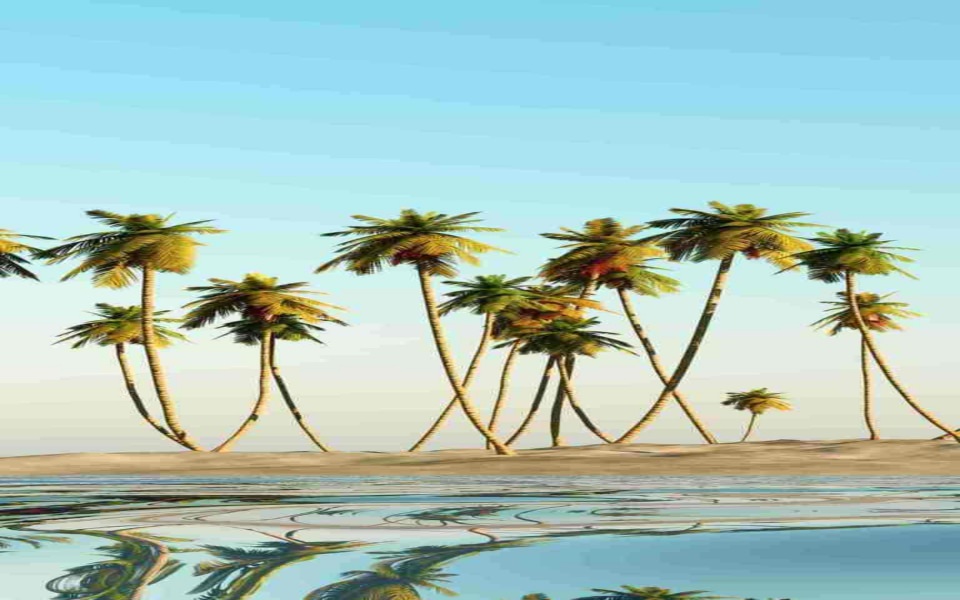 Download Aesthetic Palm Trees 10K Wallpapers wallpaper