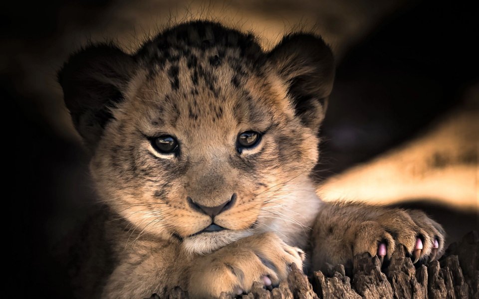 Download Cute Lion Cub Wallpapers wallpaper