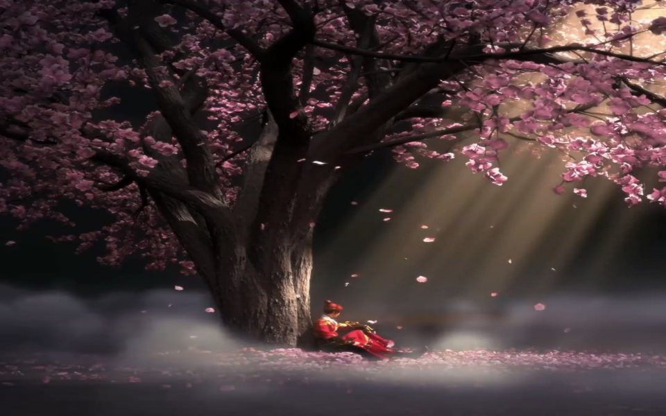 Download Download Free Wallpapers cherry blossom in 8K 10K 20K 30K 3D 4D 5D wallpaper