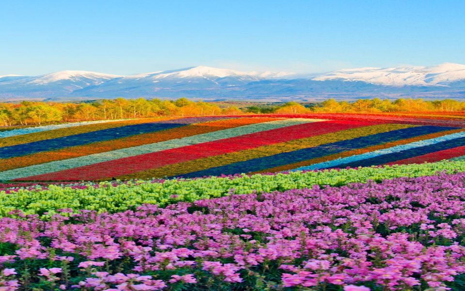 Download Shikisai No Oka Flower Garden HD wallpaper