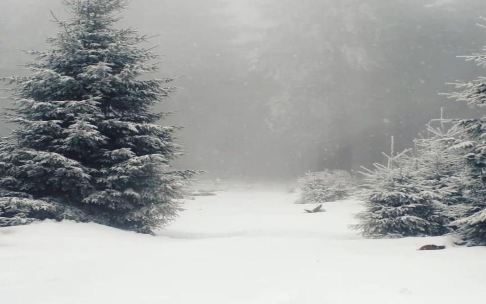 Download Winter Background in 1080p wallpaper