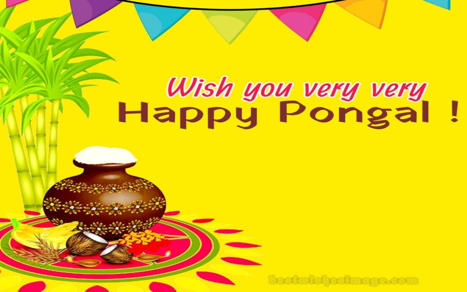 Download Happy Pongal 4k 8k 50k 70k 100k background PC, laptop, iPhone, iPhone x, iPhone xs wallpaper