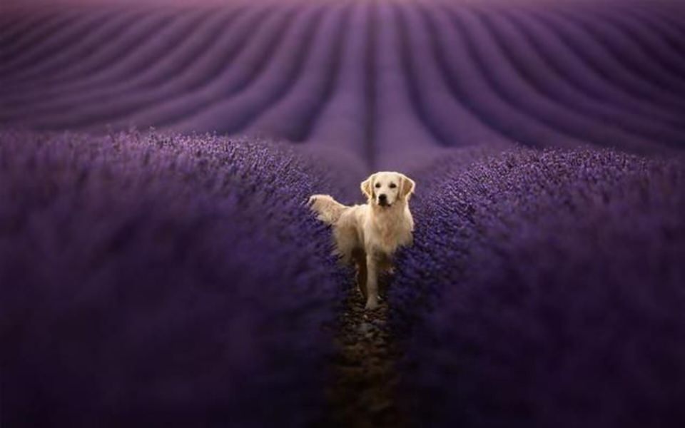 Download Dog in the lavender 4k live wallpapers wallpaper