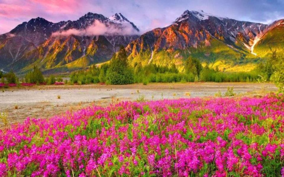 Download Flowers Mountains 4K HDQ Free Photos wallpaper