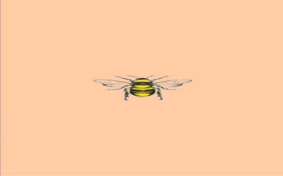Download Minimalist Aesthetic Bee Wallpaper  GetWallsio