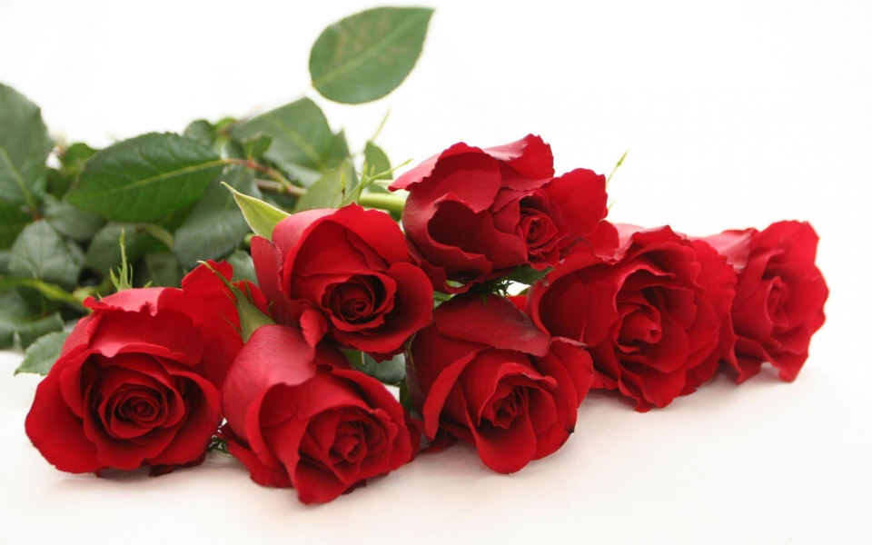 Download Red Roses 4K Background Photos wallpaper