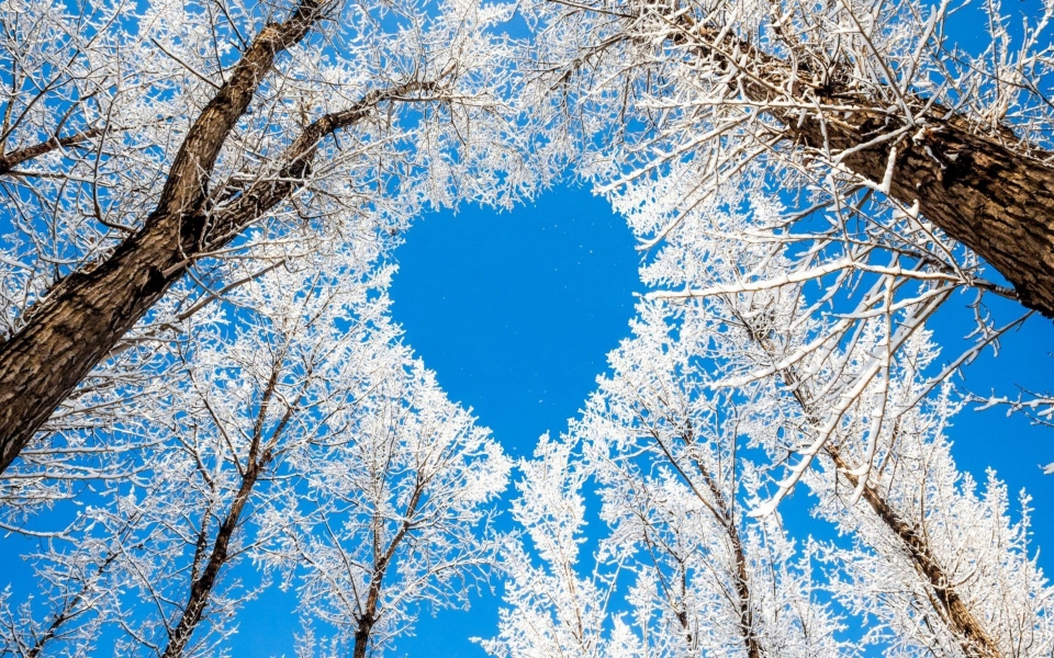 Download Heart Shaped Trees 8k wallpaper for Phone wallpaper