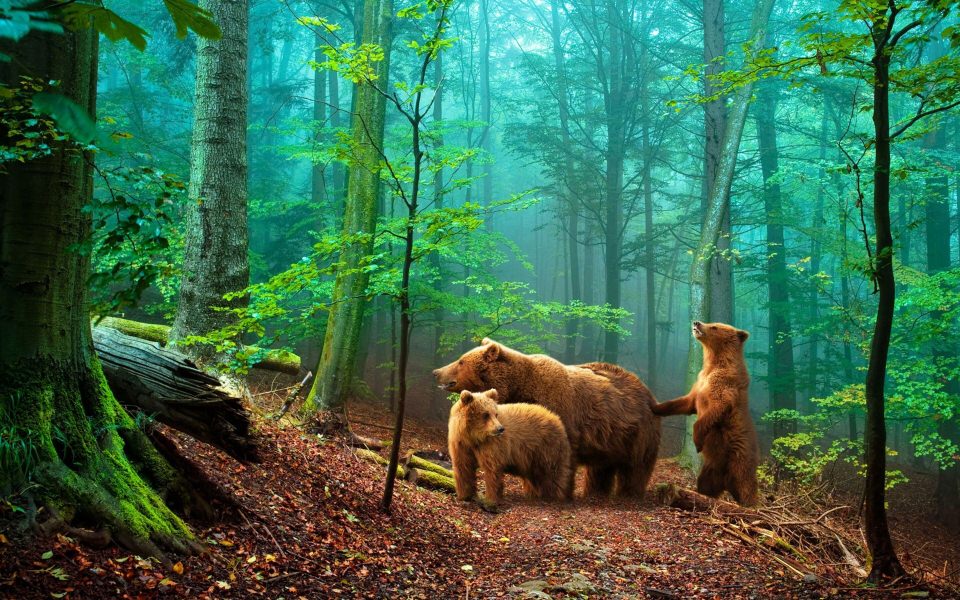 Download Herd of Bears in Jungle 4K Free PC Background Photos wallpaper