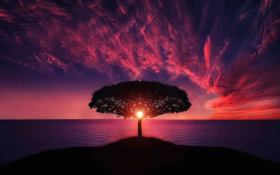 Download Sunset Passing Through Tree Sunset Passing Through Tree wallpaper